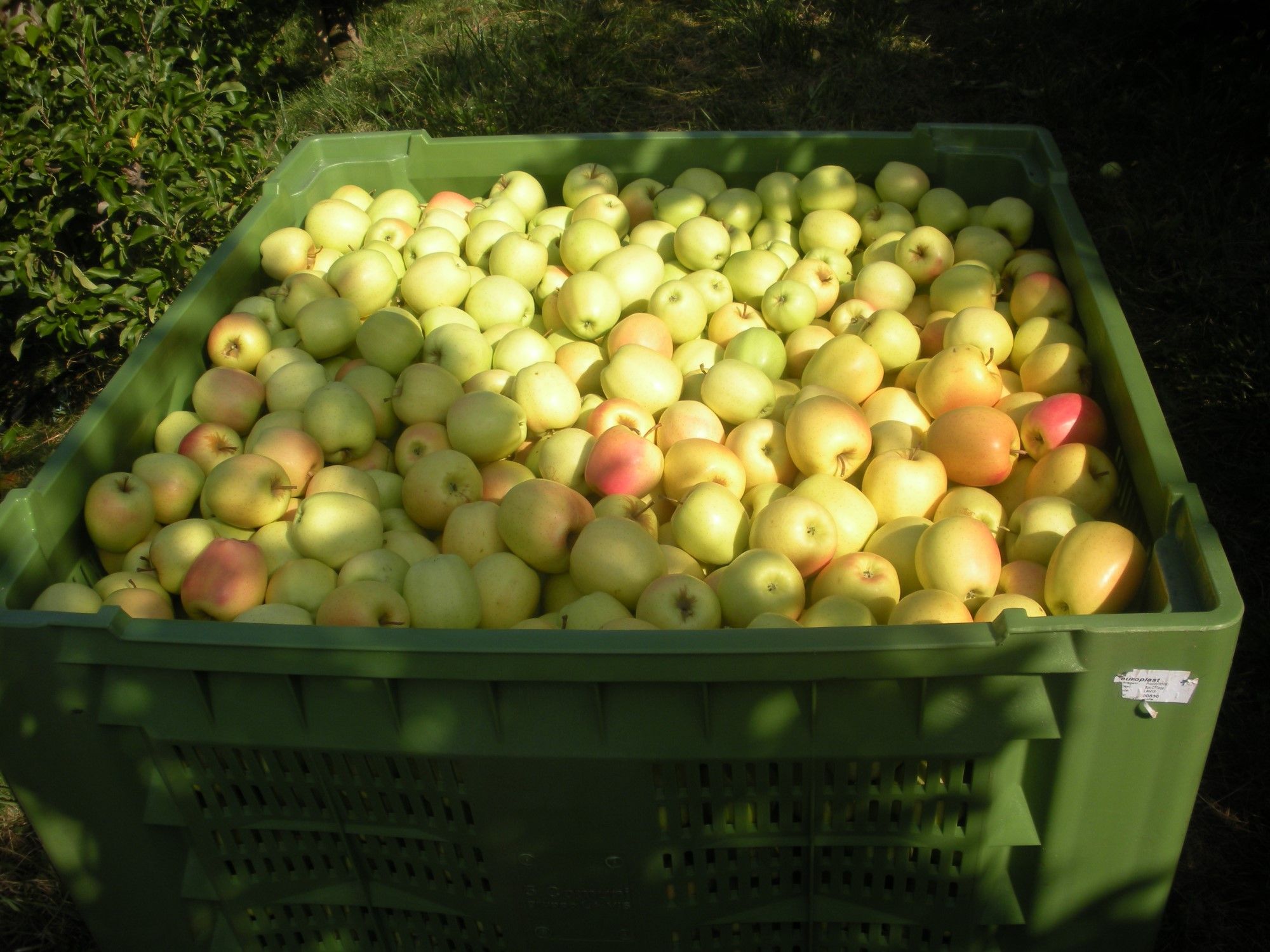 Un Cassone Di Mele Golden